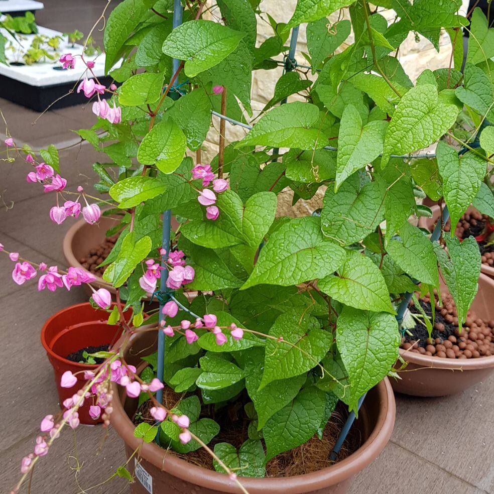Hoa cảnh Ty gôn trang trí không gian thêm khác lạ