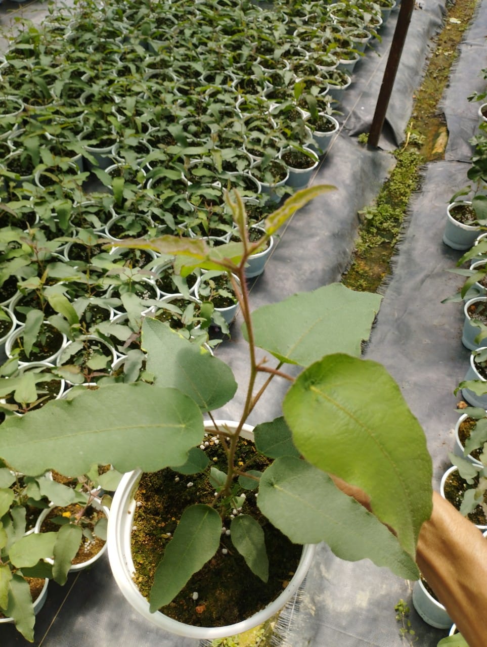 Cây khuynh diệp chanh/bạch đàn chanh/Lemon eucalyptus siêu thơm và ngừa côn trùng