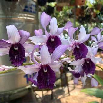 Hoa Lan Dendro Nắng Bò Blue, chậu cây trưởng thành, nhiều thân, cây to khỏe, sắp có ngồng hoa