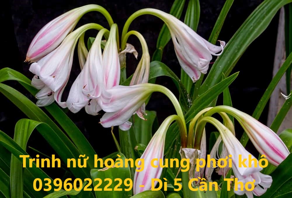 Trinh nữ hoàng cung phơi khô 1 ký - Hàng khô, sạch bụi bậm