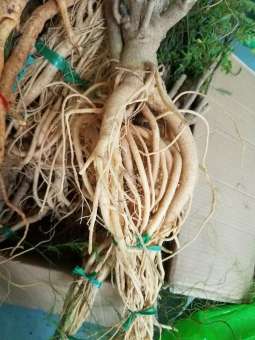 Củ đinh lăng tươi - Đinh lăng nếp củ từ 1-1.3kg