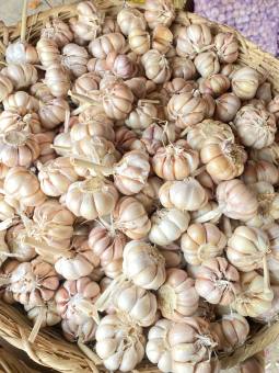 tỏi tím Phan Rang nhà trồng ngon sạch thơm . mua 1kg tỏi tím tặng 0.1kg hành tím Phan Rang