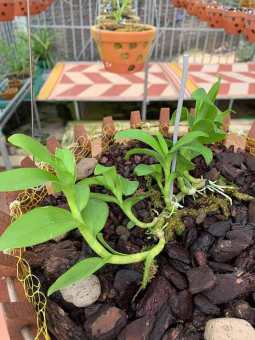 Hoa lan (phi điệp) ám cổ văn giang