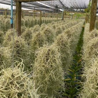 Cây không khí Tóc tiên chùm Lớn 200g ,lọc không khí ,trang trí nhà cửa cảnh quanh