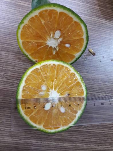 HCM - Cam sành mọng nước - [Giao nhanh TPHCM]