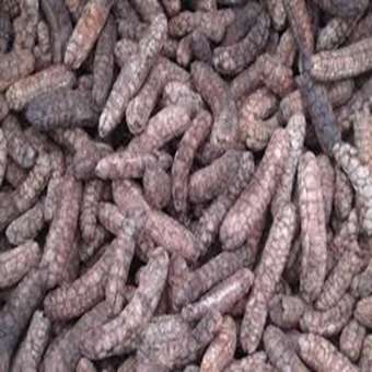 1kg Quả Chuối hột rừng Tây nguyên