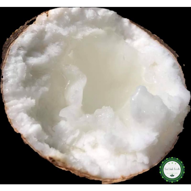  Dừa Sáp Cầu Kè Đặc Ruột 1.3kg 