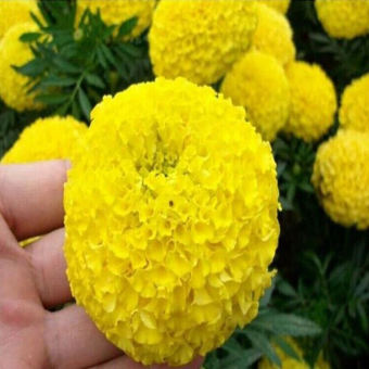 100 Cái/bộ Hạt Giống Maidenhair Màu Xanh Tím Trang Chủ Vườn Cây Cảnh Cây Trồng Trong Chậu Thảo Mộc Cúc Vạn Thọ Hoa Hạt Giống