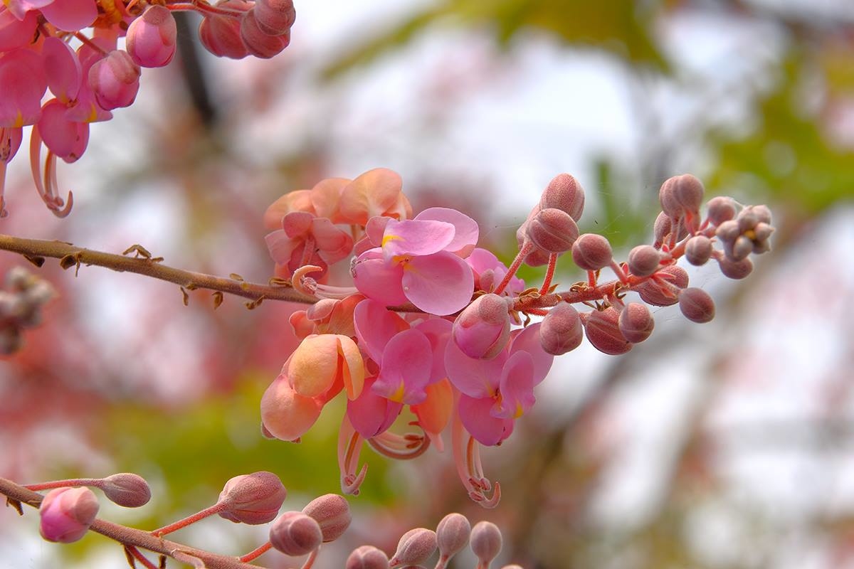 Cây giống ô môi hoa
