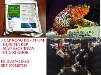 ( SP08 ) Cám inve dành cho 7 màu guppy Rồng Đỏ BDS