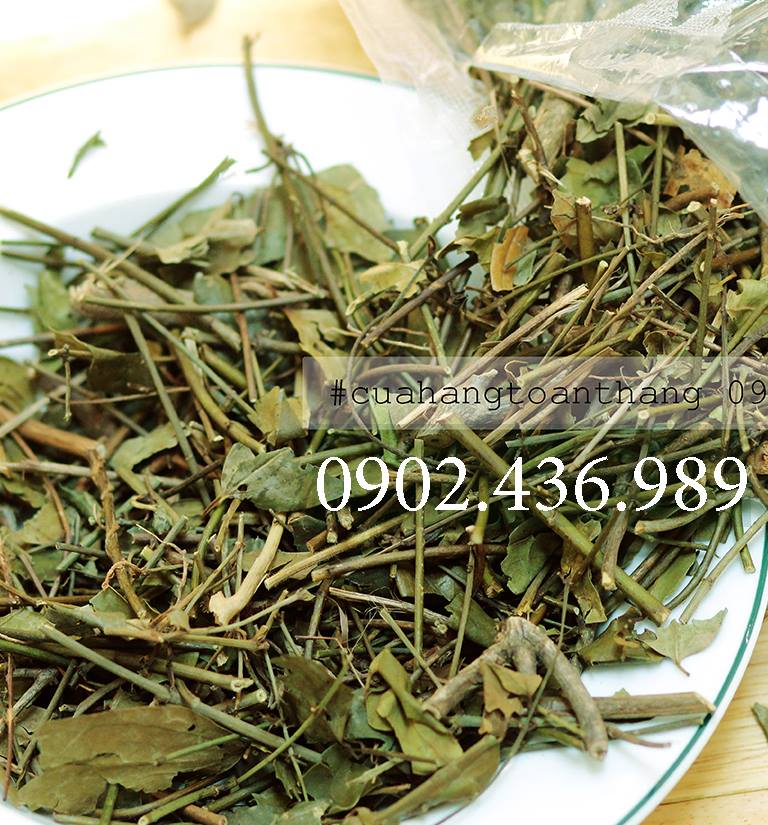 Chè vằng / trà vằng sẻ lợi sữa nguyên chất
