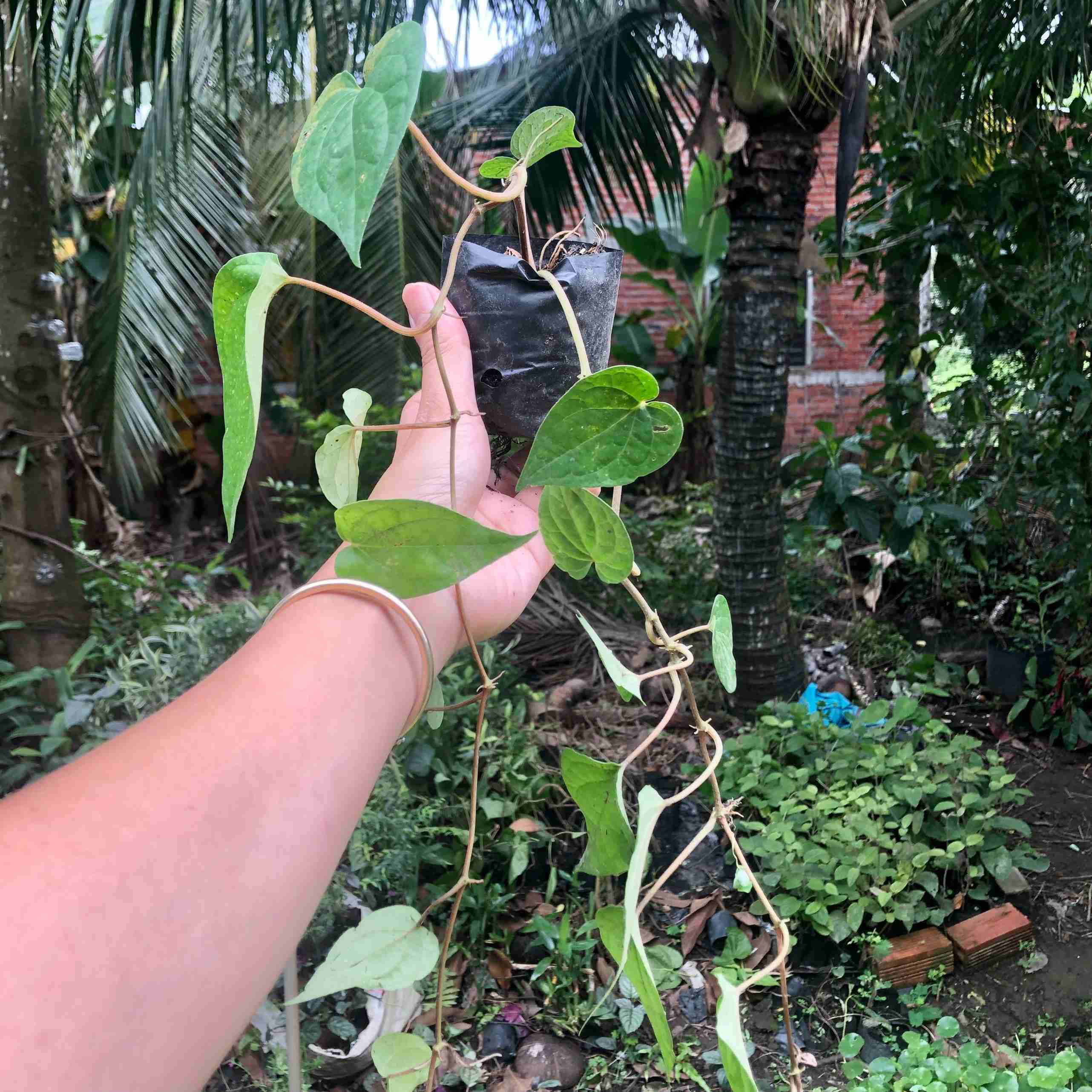 Combo 2 Bầu Cây Giống Trầu Không (Trầu Cay, Trầu Bà Sử Dụng Lá) - ảnh thật) Boiboi.organic, cây trong bầu đất, rễ mạnh