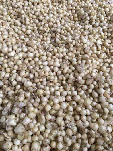 1kg Hành Tăm (Củ Nén)