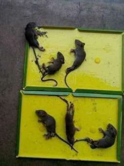 Nội địa Nhật Bản [Siêu dính] Combo 03 miếng keo dính chuột, bẫy bắt chuột siêu dính Glue Traps loại to bắt được cả chuột cống hàng nhập khẩu cao cấp