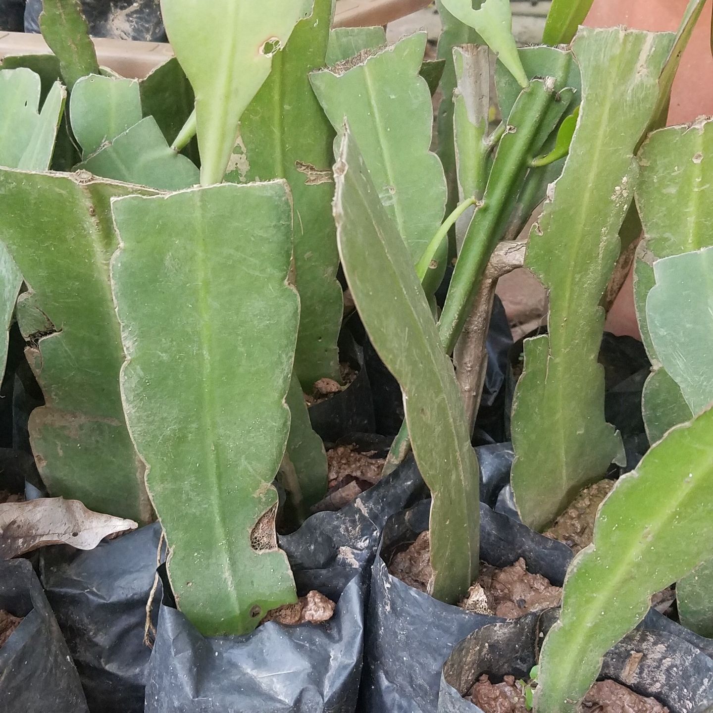 Bầu giống hoa quỳnh trắng 🌷🌷 MUA 2 TẶNG 1 🌷🌷 Với đơn hàng thanh toán trước