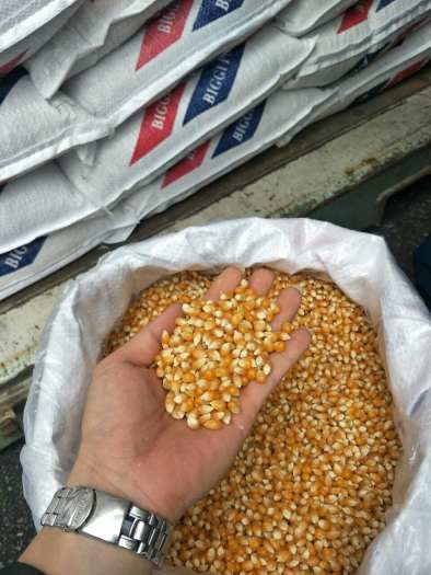 SÉT BẮP RANG BƠ TỰ LÀM TẠI NHÀ NGON NHƯ RẠP CHIẾU PHIM (1KG NGÔ VÀ 500GR BƠ)