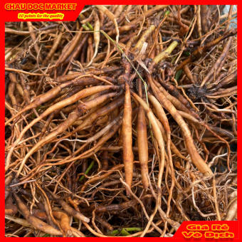 Gói 1KG Củ Sâm Đất Tươi (Cây Trái Nổ) Vùng Thất Sơn  Dùng Nấu Nướng Uống Hay Ngâm Rượu.