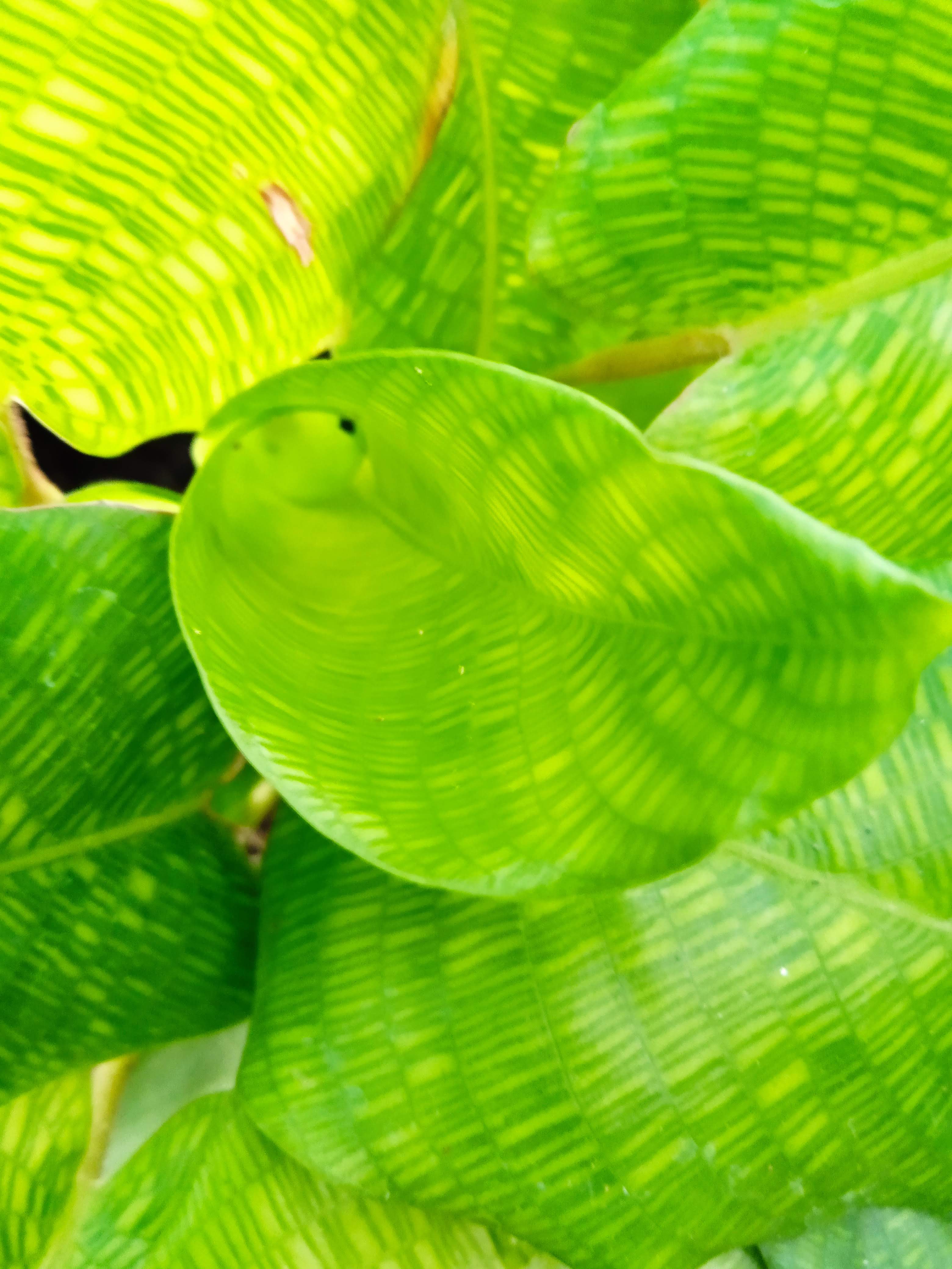 Calathea Musaica – Đuôi công Network Musaica