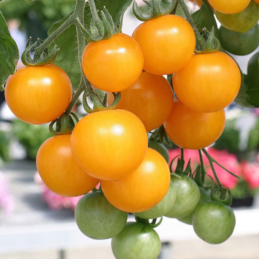 Hạt giống cà chua bi cherry vàng F1 - gói 0,1 gram