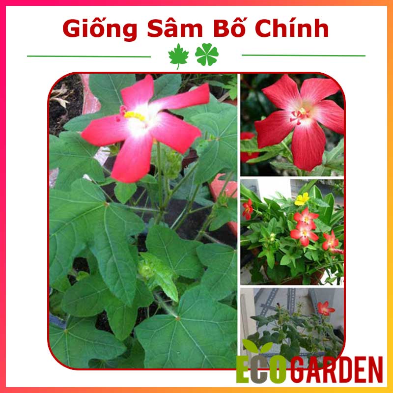 Hạt giống sâm bố chính thảo dược