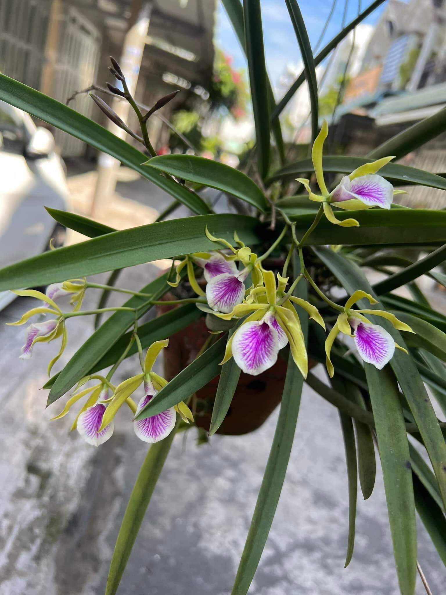 Hoa lan đuôi công cây giống