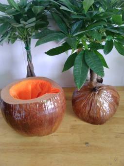 bình giữ nhiệt ấm trà trái dừa