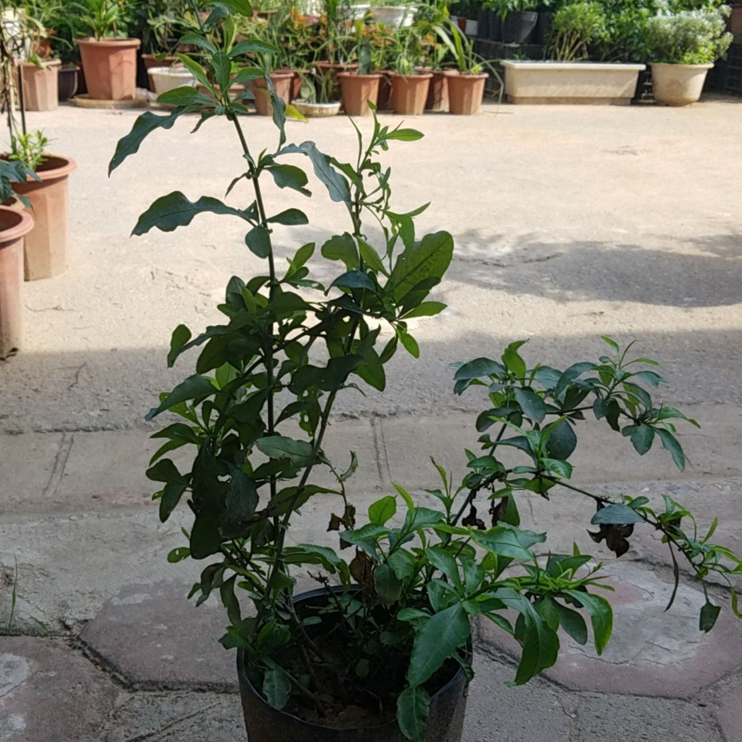 Thanh xà gửi cây nguyên bầu - Trồng xuống ra hoa