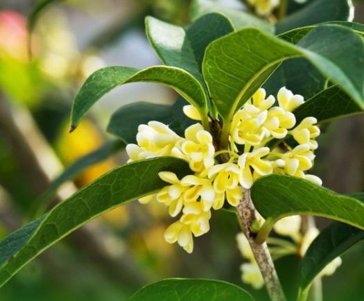 Tinh dầu Hoa Mộc Osmanthus - 10ml