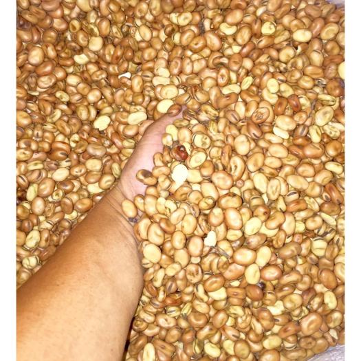 Hạt đậu tằm Úc( đậu răng ngựa- FABA BEAN) 1kg