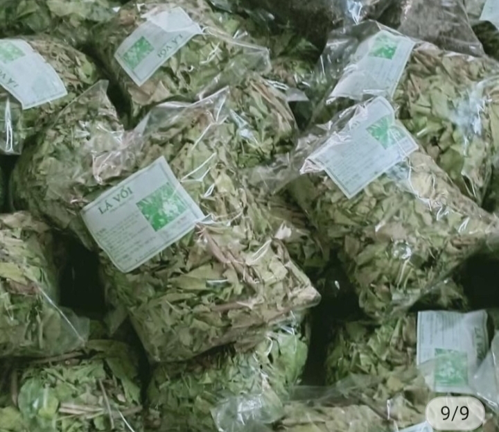 Lá Vối khô1kg thanh nhiệt,lợi tiểu đào thải độc tố