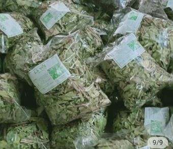 Lá vối - trà lá vối khô sạch