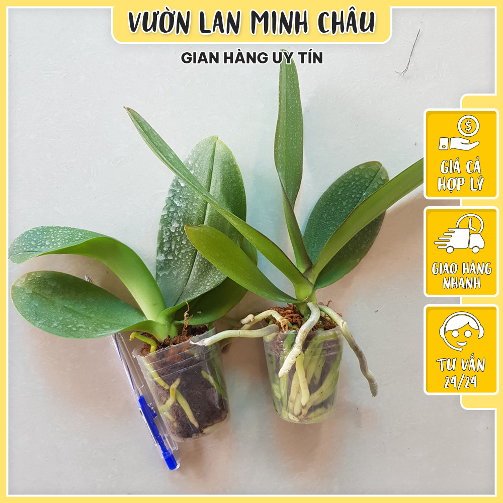 Combo 5 cây hoa lan hồ điệp 5 màu cây giống chuẩn VƯỜN LAN MINH CHÂU cây giống hoa lan cực khỏe, được tuyển chọn từng cây tại vườn A03