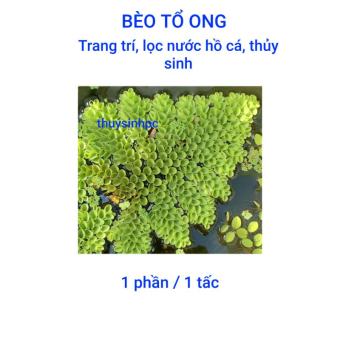 Bèo tổ ong trang trí và lọc nước bể thủy sinh cá cảnh