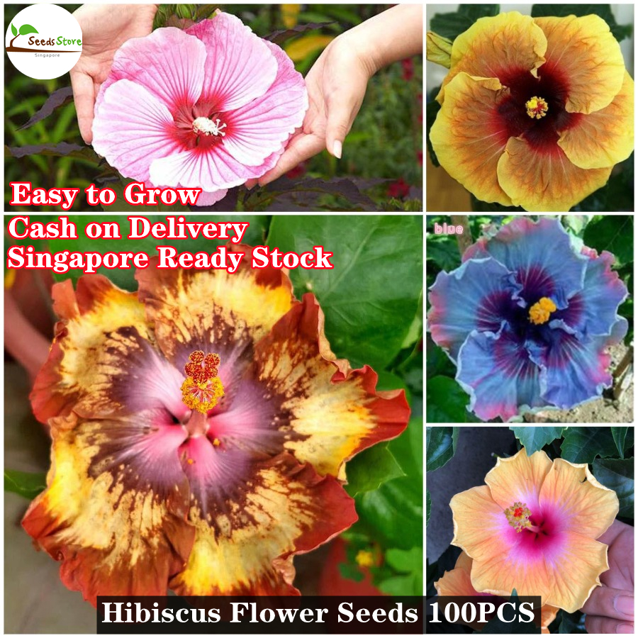 hibiscus flower seeds - best price in singapore - jul 2023 | lazada.sg