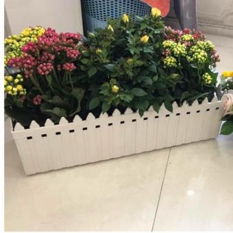 Chậu hàng rào nhựa size lớn dài 60cm