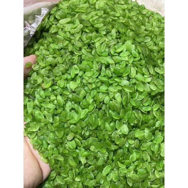 Cốm khô Tây Bắc, cốm xanh khô nấu chè, nấu xôi, làm chả cốm - gói 1kg