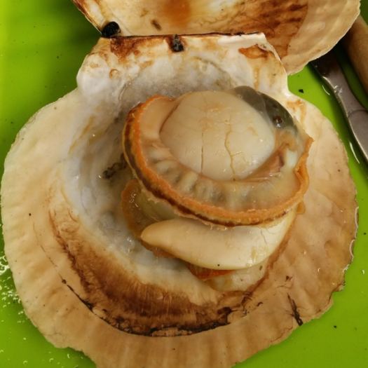 HCM - Sò Điệp Nhật nguyên con  1Kg