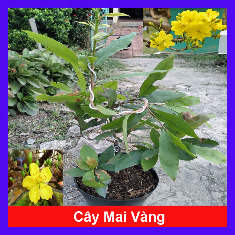 Cây Mai Vàng - cây cảnh trong nhà