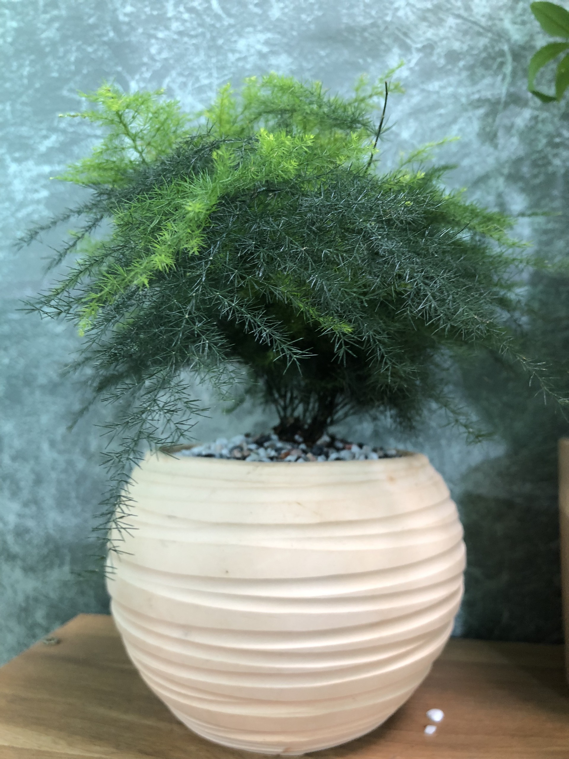 CÂY KIM THUỶ TÙNG - CÂY PHONG THUỶ - TERATIUM - CÂY ĐỂ BÀN - TRANG TRÍ NHÀ CỬA- RẤT DỄ CHĂM SÓC - SỨC SỐNG BỀN BỈ (TẶNG SỎI)