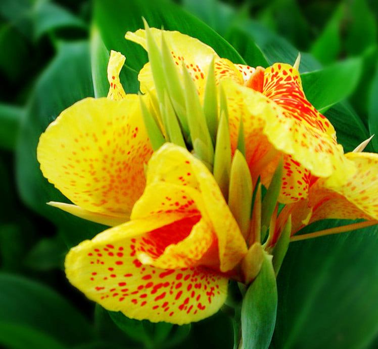 Củ giống chuối hoa - hoa chuối cảnh