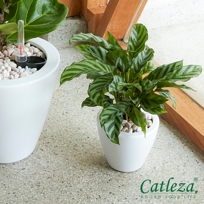 Chậu Nhựa Trồng Cây Thông Minh CATLEZA Sơn Tròn Bầu STB2