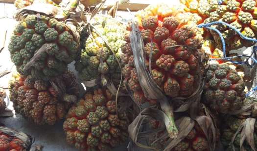 Quả dứa dại tươi