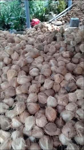 500ML TINH DẦU DỪA BẾN TRE NGUYÊN CHẤT ÉP LẠNH KHÔNG MÙI