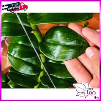 Lan Phi Điệp *☘️ FREESHIP ☘️* Mít Văn Sơn [ Ươm Kie ]