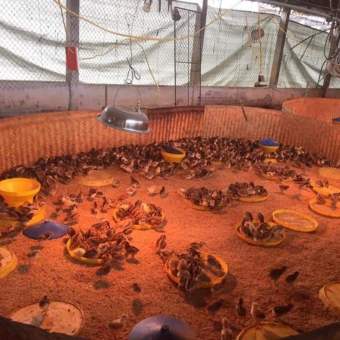 Bóng úm cac bon úm gà, vịt 900W