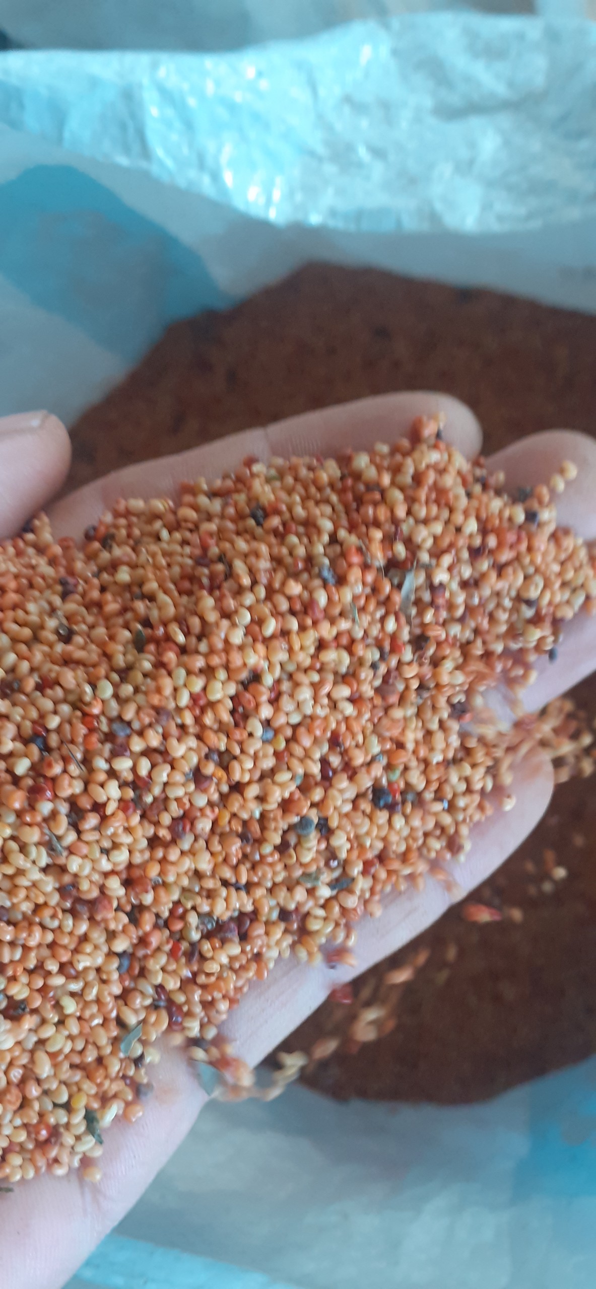 500 gram hạt giống muồng vàng chắn gió, cải tạo đất
