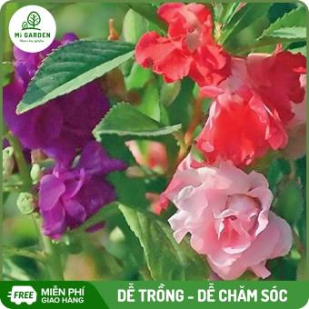 Hạt giống Hoa bóng nước đơn kép mix Mi Garden, hạt giống dễ trồng, dễ chăm sóc, hoa đẹp