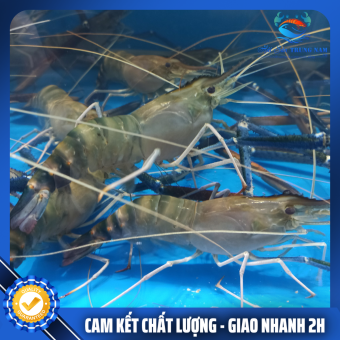 Tôm Càng Xanh Sống Lớn Size 10-12con 1Kg Giao Nhanh