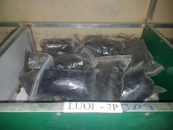 60m Lưới bẫy chim cu, cò, két mỏ đỏ ( 1 tấm lưới mắt 7 phân dài 60m 4 dây 3 túi cao 6m đã thắt chống gió đã nhuộm tàng hình hàng thái lan )