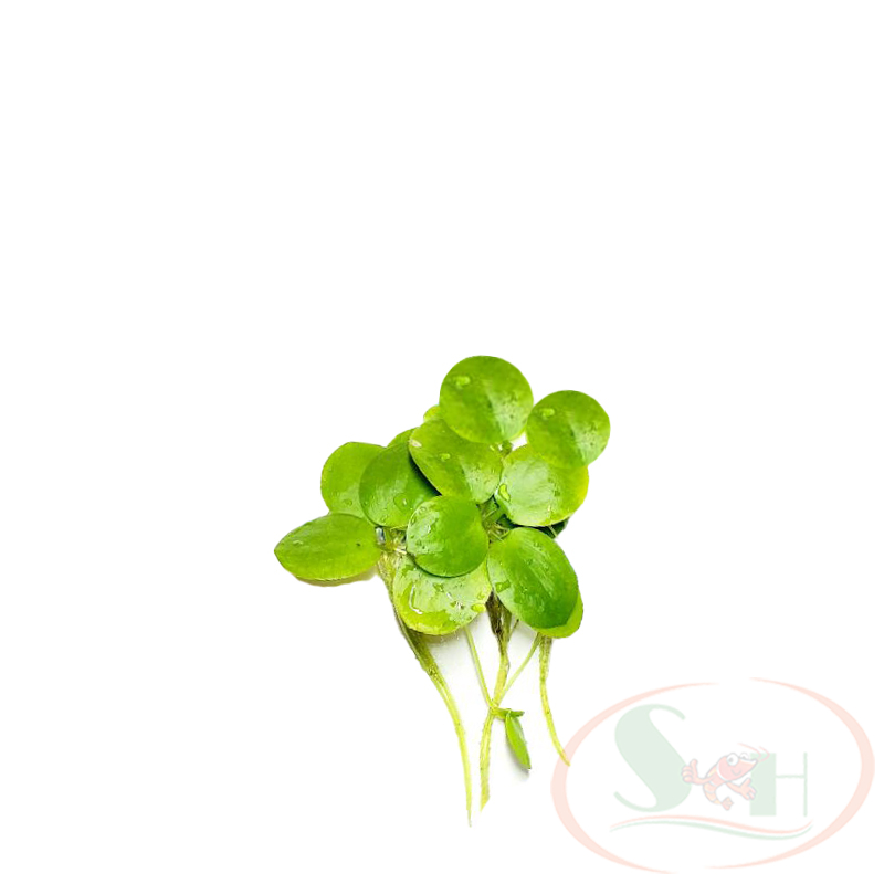 Bèo Nhật Thủy Sinh